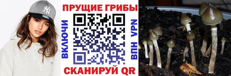 Галлюциногенные грибы GOLDEN TEACHER  продажа наркотиков  Касли 